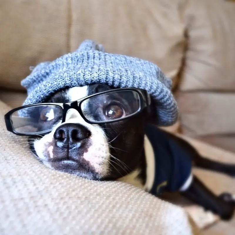 Cute Boston Terrier Poses for His Fans