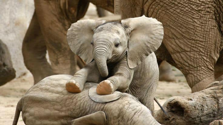 30 Adorable Photos of Baby Elephants