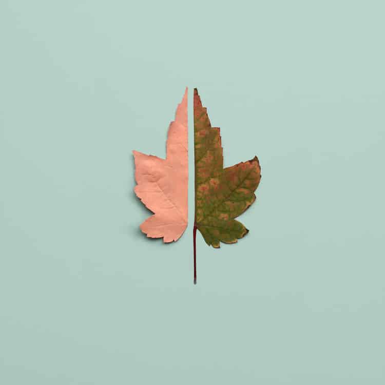 minimalist-leaf-art49