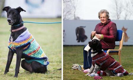 Scottish SPCA is Helping Unfortunate Black Dogs to Find a New Home by Knitting Lovely Colorful Sweaters