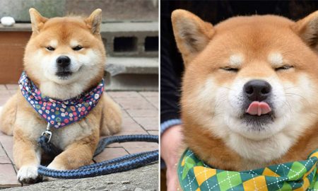 Ryuji is an Adorable Shiba Inu Puppy Who's Taking Over the Instagram