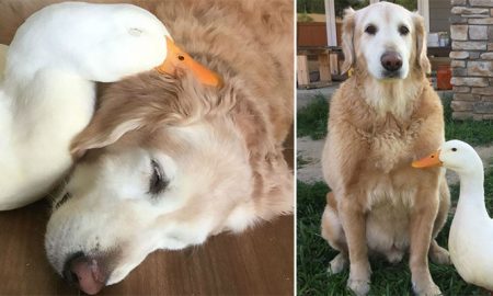 Barclay the Golden Retriever and Rudy the Duck are the Best Dynamic Duo You'll Ever See