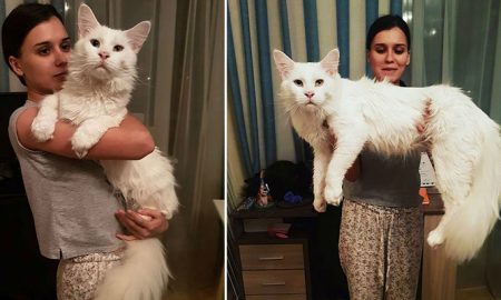 Giant Maine Coon Cat Named Tihon Loves to Hug His Human