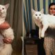 Giant Maine Coon Cat Named Tihon Loves to Hug His Human