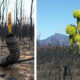 Australia Rises from the Ashes as Green Life Slowly Emerges in the Bushfire Aftermath