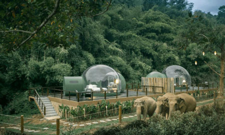 Jungle Bubble - $585 a Night for 2 at Thailand’s Elephant Resort