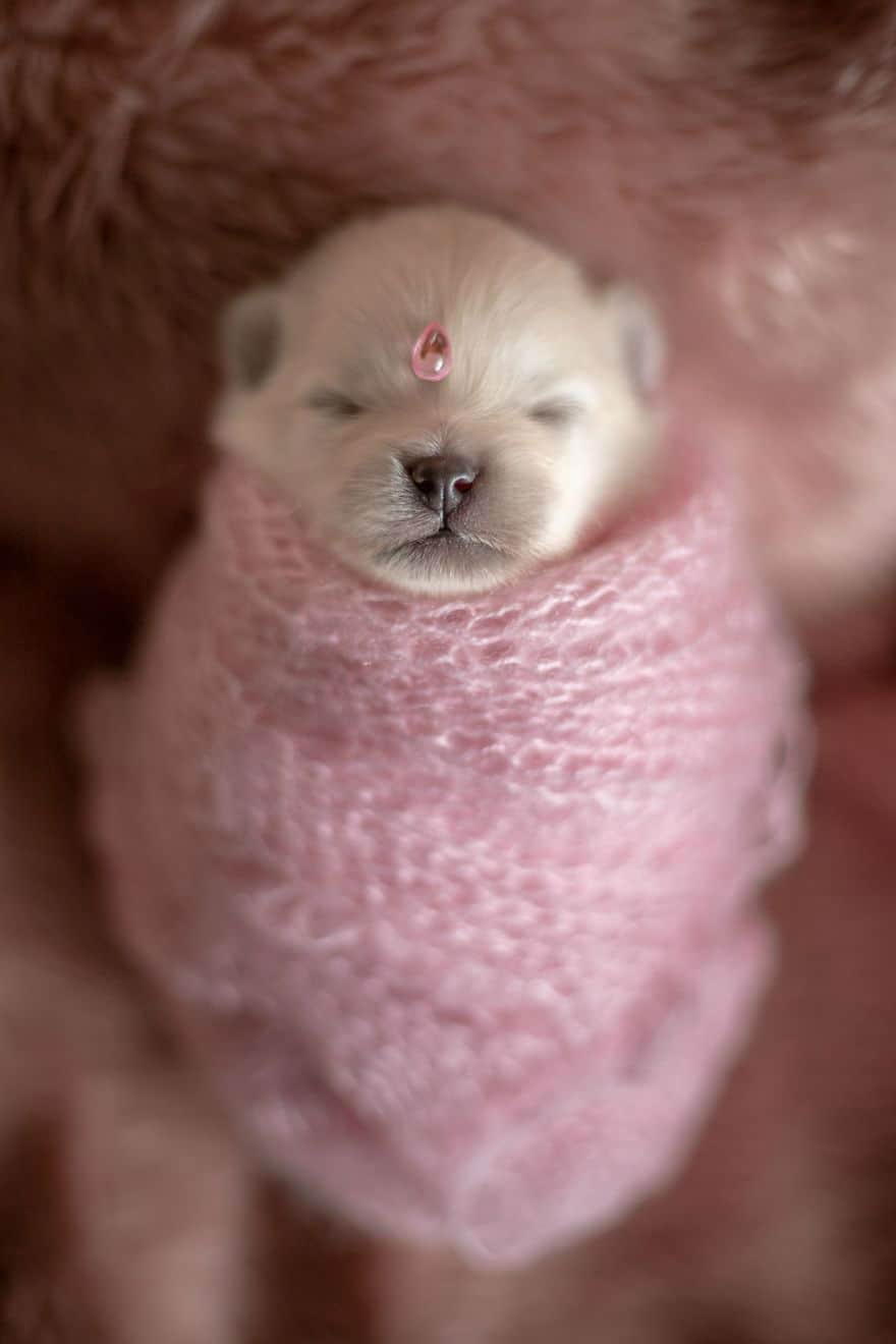 Newborn Pomeranian Puppies - Photoshoot by Karen Silva
 Newborn Pomeranian