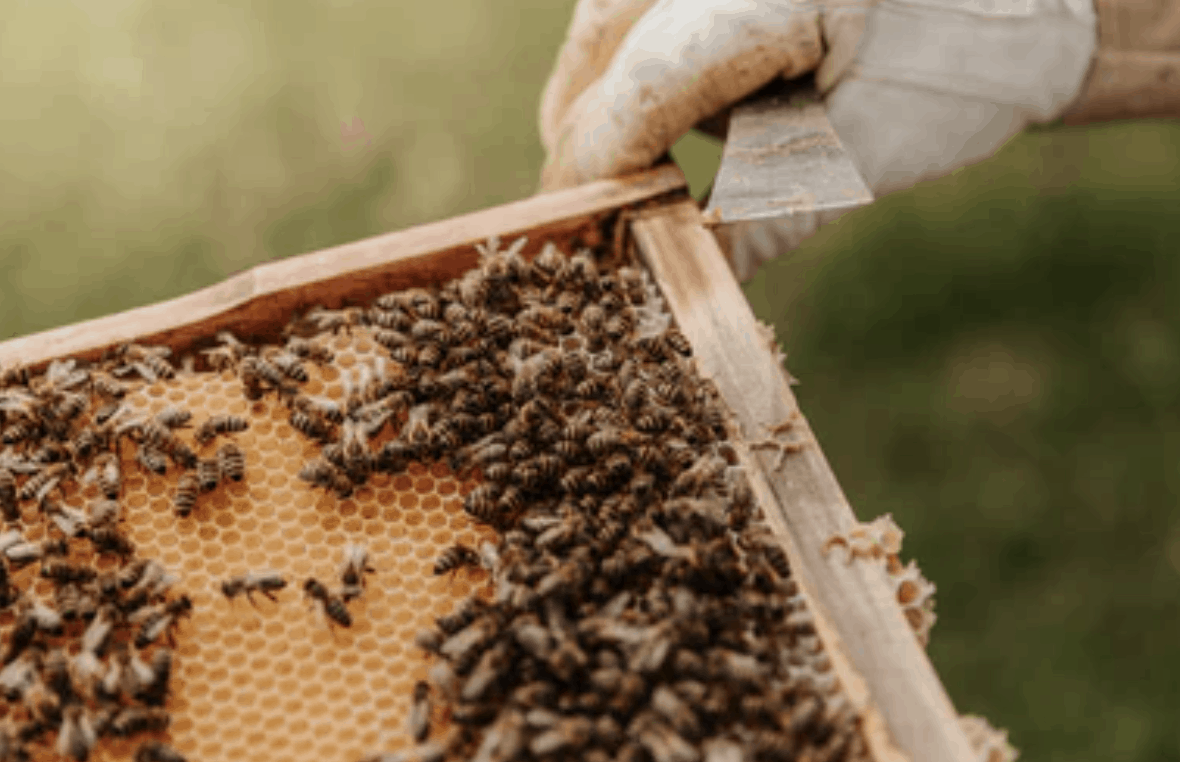 6 Fun Facts On Bees And Why They Are Important