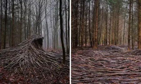 9 Deadwood Waves Rise in Forests of Germany