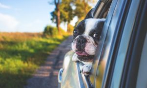 Useful Tips For Pet owners On How To Choose Tåhe Ideal Car
