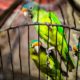 The Top Healthiest Foods To Feed To Your Bird