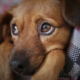 6 Tips To Help You Handle Your Pet Getting Sick