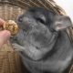 Are Chinchillas Good House Pets? Find Out Here