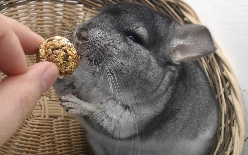 Are Chinchillas Good House Pets? Find Out Here