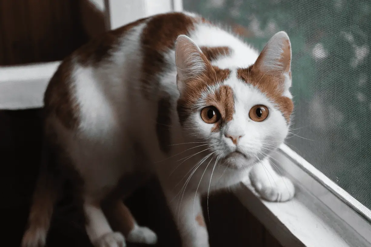 A Complete Guide on How To Improve Your Cat's Well-being